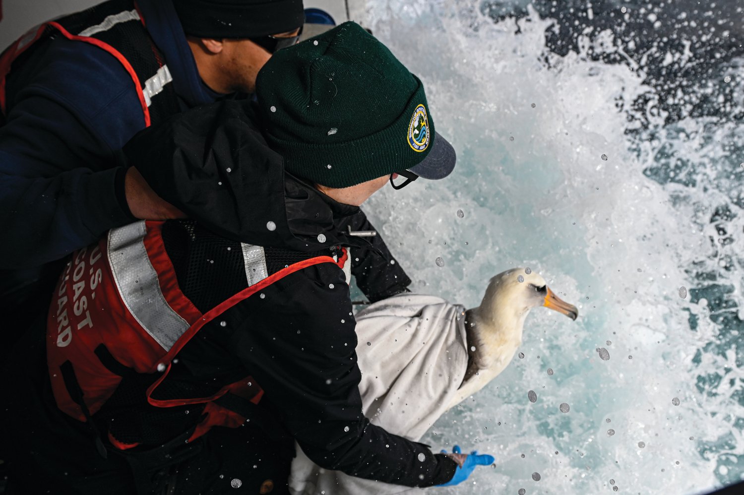Jen Mannas of the Washington Department of Fish and Wildlife releases the rehabilitated Laysan albatross back to the sea.